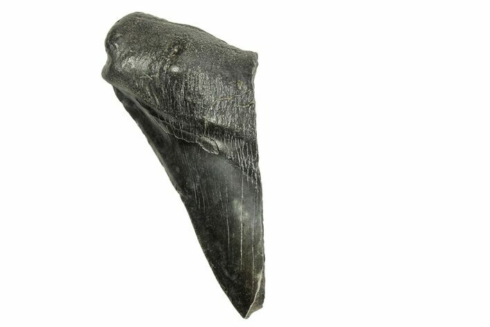 Partial Fossil Megalodon Tooth - South Carolina #370026